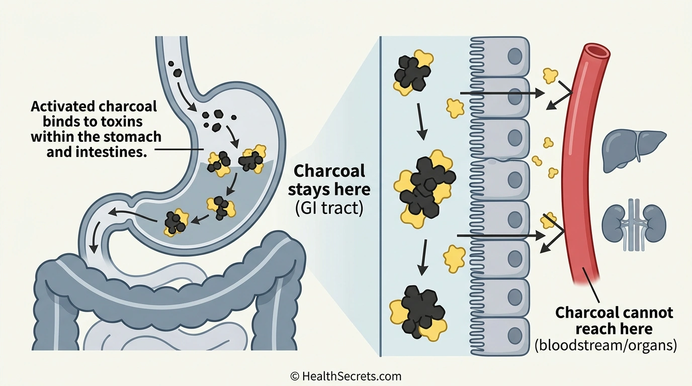 Illustration showing how activated charcoal works only in the gastrointestinal tract binding toxins before absorption into the bloodstream