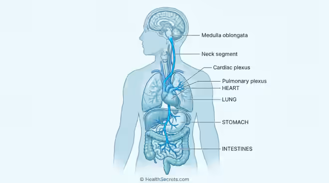 Anatomical illustration of the vagus nerve pathway from brainstem to heart, lungs, and digestive organs