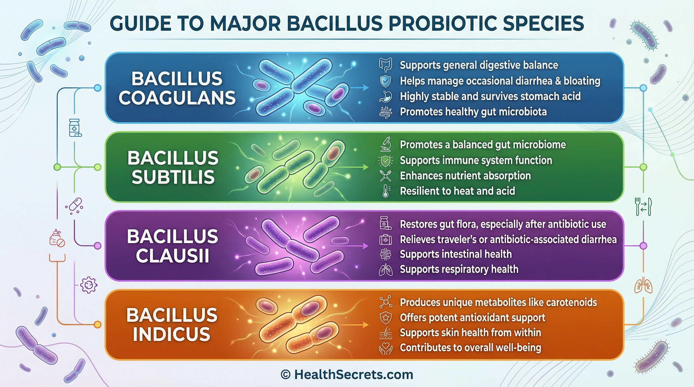 Visual guide to key Bacillus probiotic strains including coagulans subtilis clausii and indicus with their health benefits
