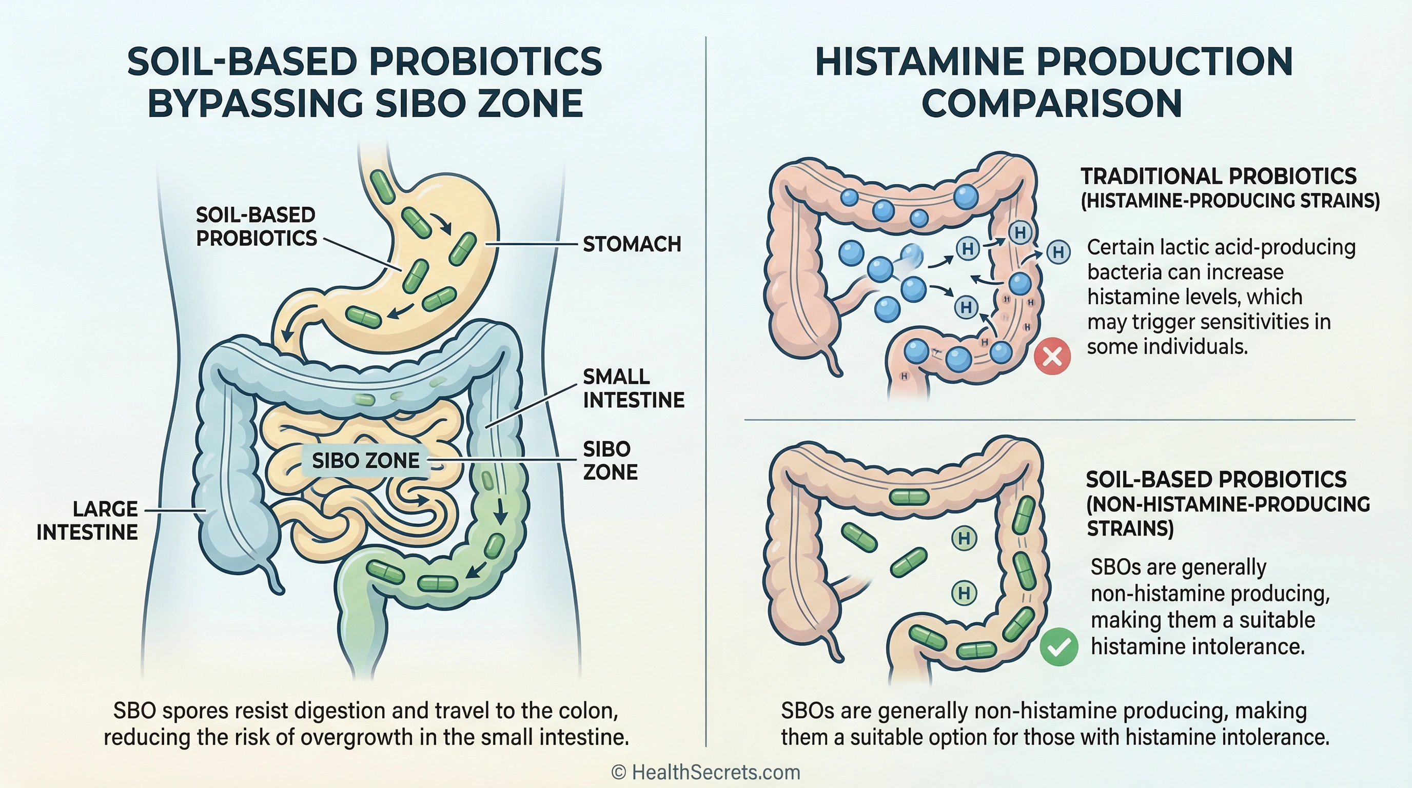 Illustration showing how soil-based probiotics are better tolerated in SIBO and histamine intolerance compared to traditional probiotics