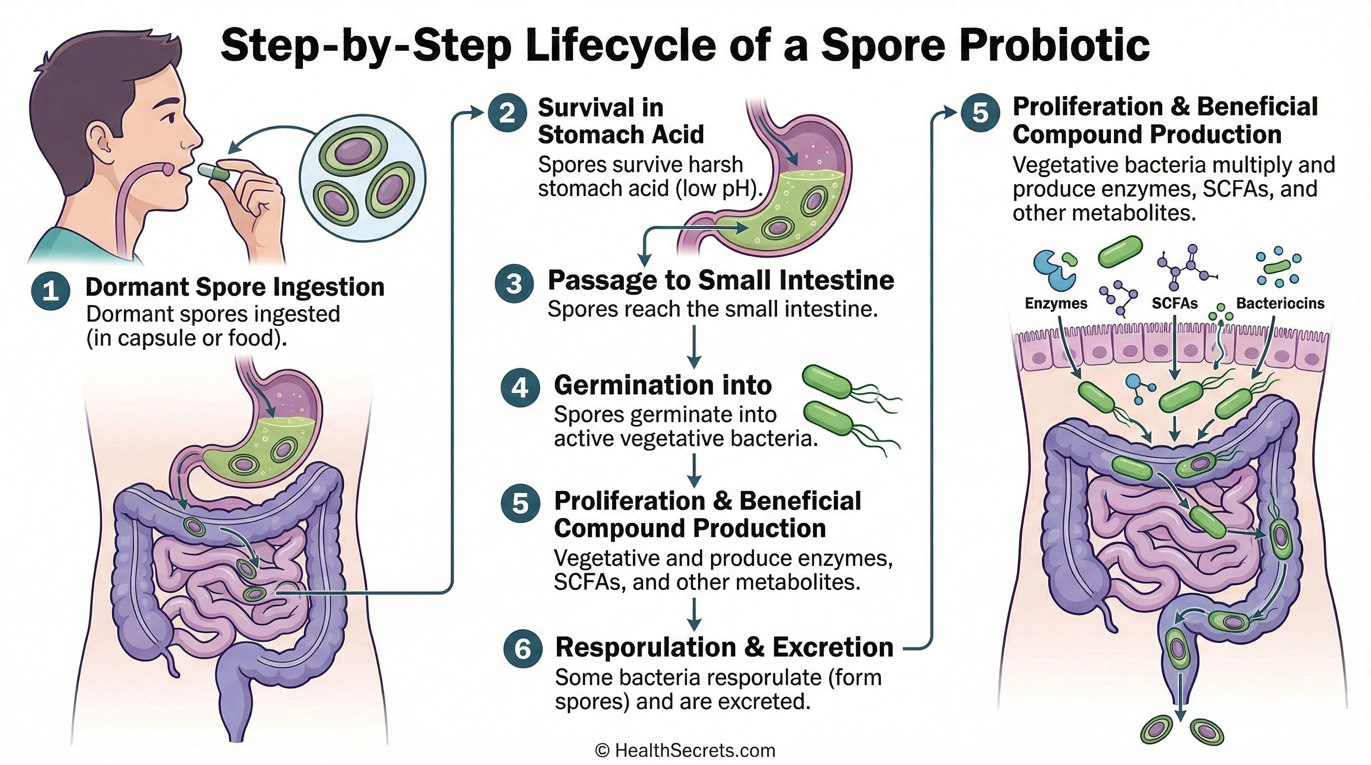 Diagram of the soil-based probiotic spore lifecycle from ingestion through germination and beneficial compound production in the gut