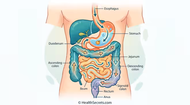 Illustration of the human digestive tract showing peristaltic wave contractions that move food through the GI system