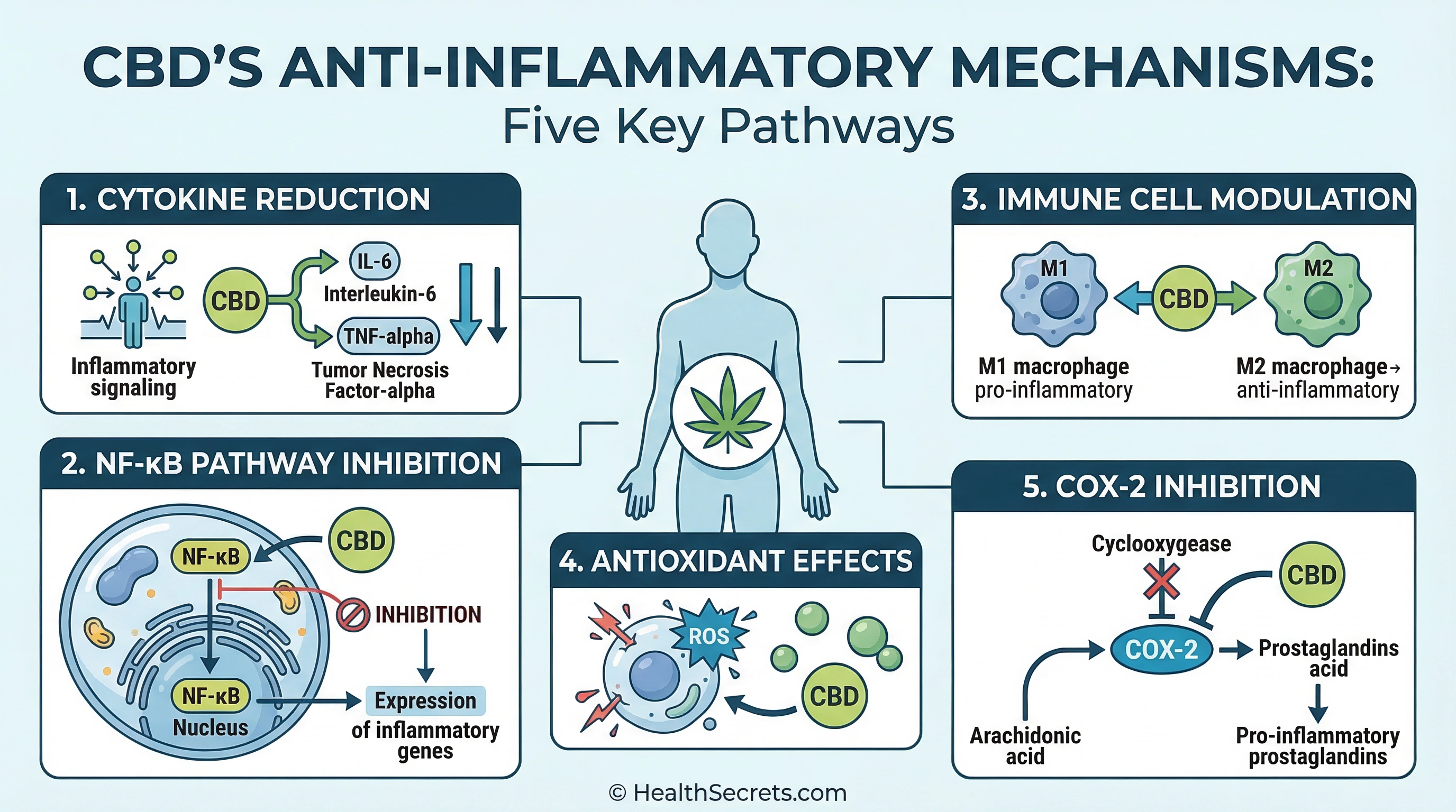 Infographic showing five anti-inflammatory mechanisms of CBD including cytokine reduction and NF-κB inhibition
