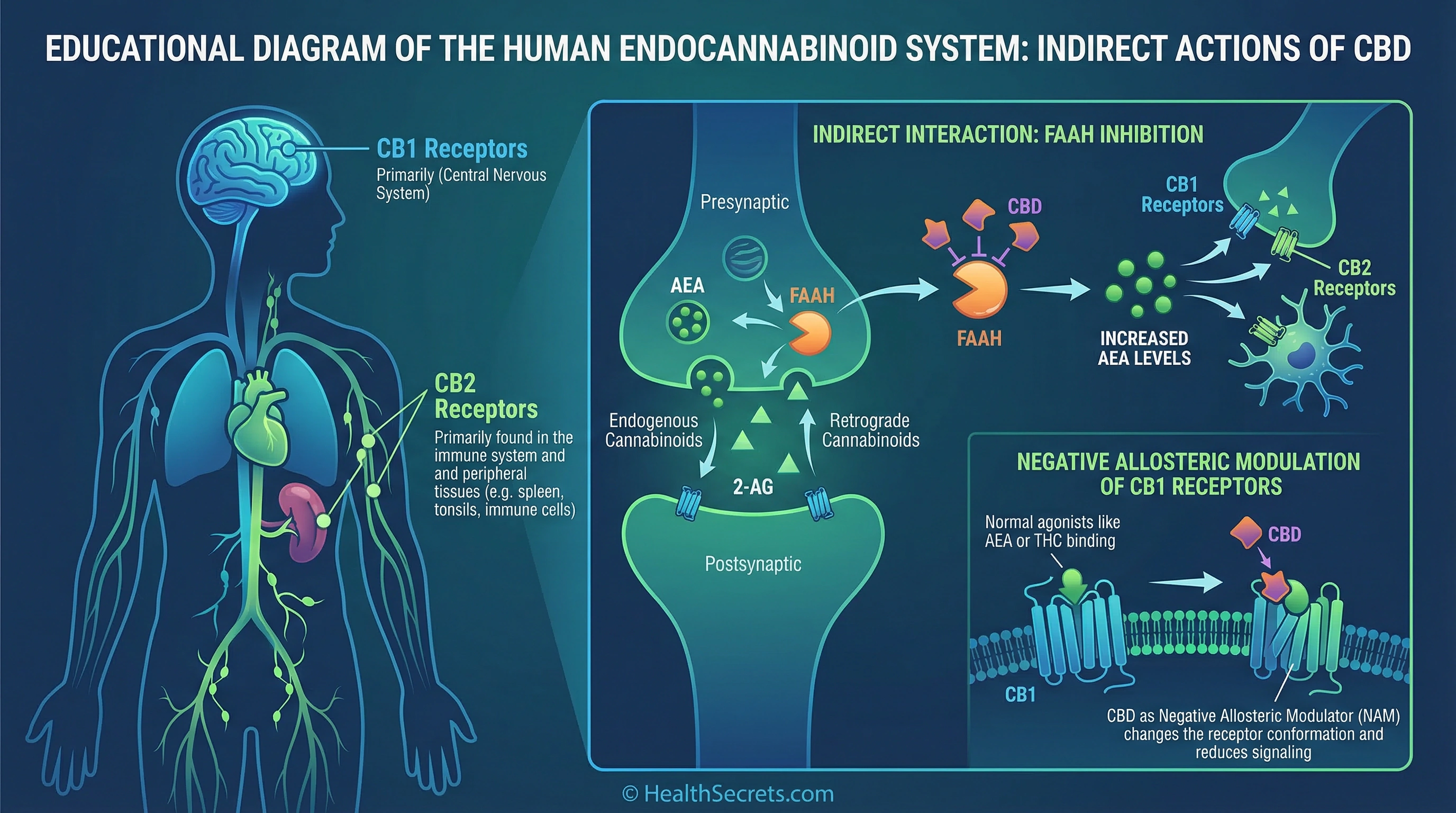 Diagram of the endocannabinoid system showing CB1 and CB2 receptors and how CBD interacts with them