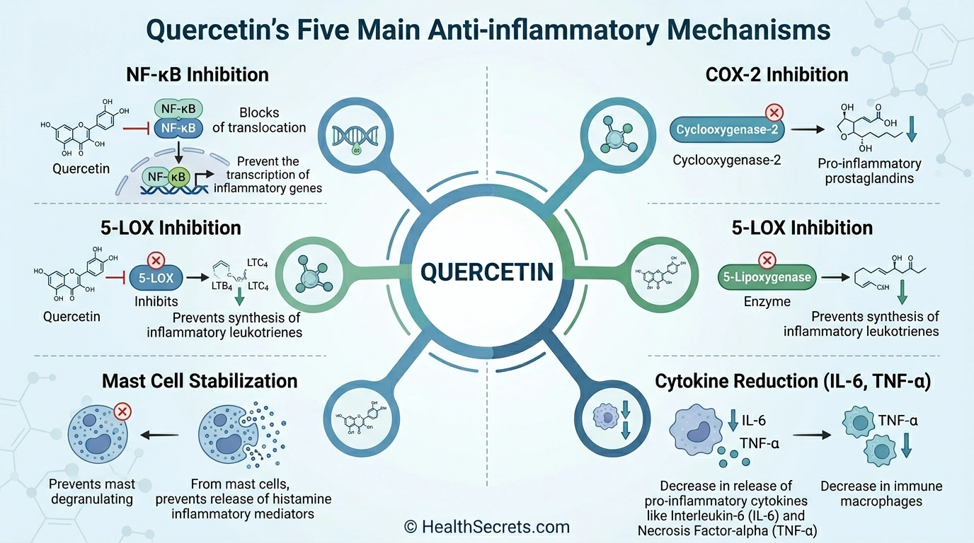 Infographic showing quercetin's five anti-inflammatory mechanisms including NF-κB, COX-2, 5-LOX inhibition, cytokine reduction, and mast cell stabilization