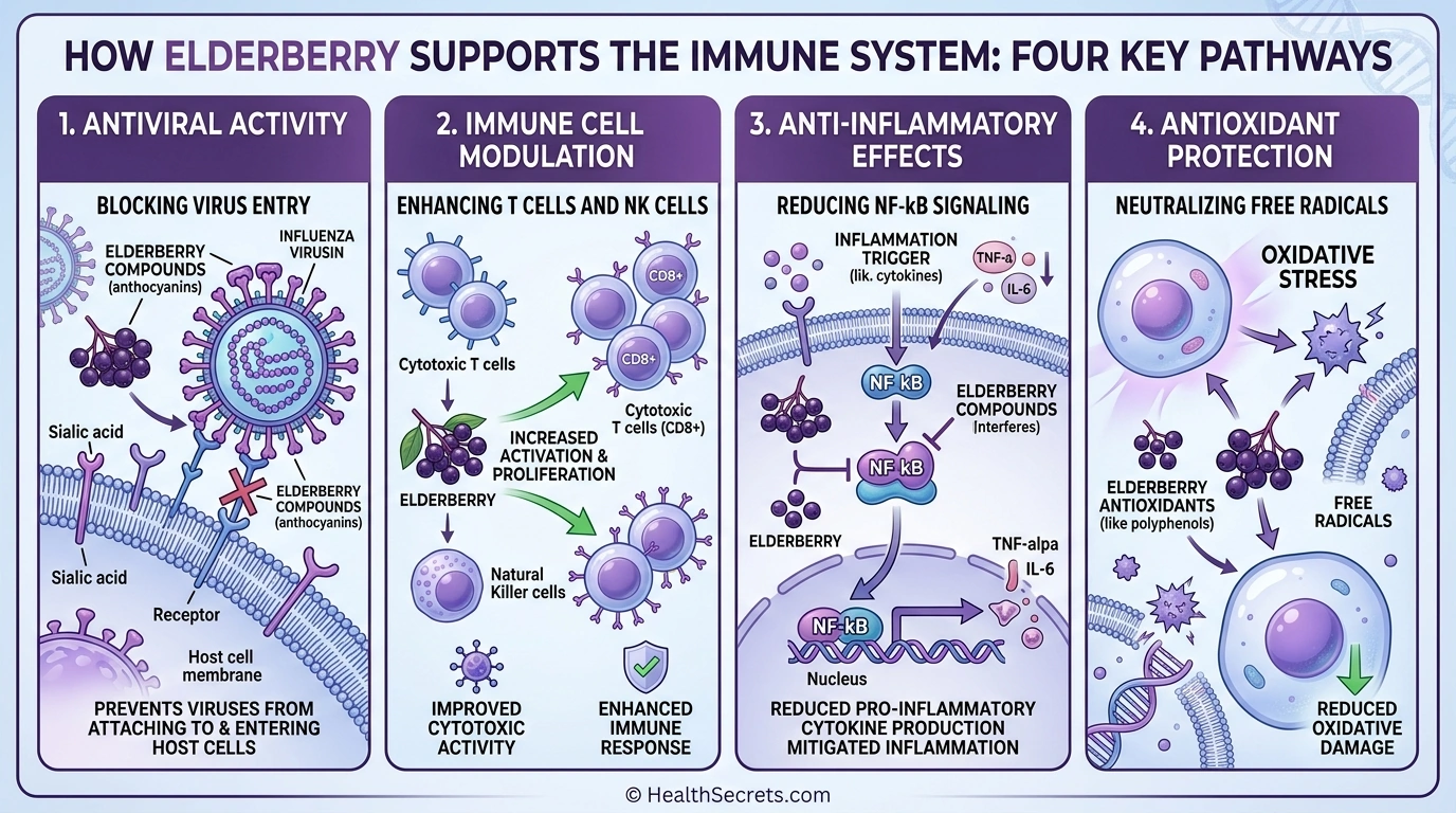 Infographic showing four mechanisms of elderberry immune support antiviral immunomodulatory anti-inflammatory antioxidant