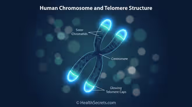 Telomeres and Aging: How to Protect Your DNA