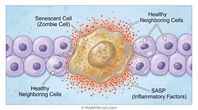 Illustration of a senescent zombie cell releasing SASP inflammatory factors that damage neighboring healthy cells