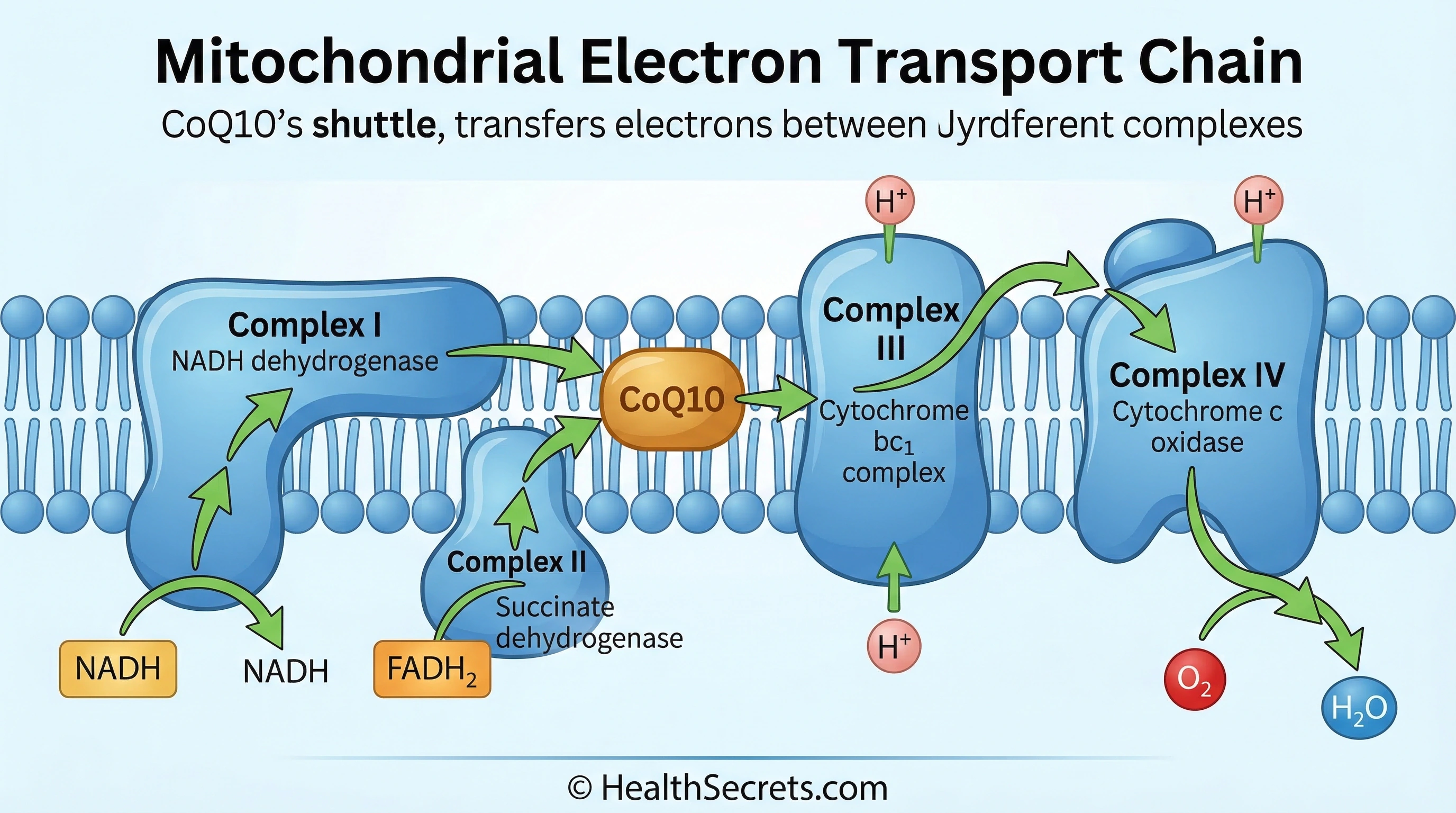 Diagram of mitochondrial electron transport chain showing CoQ10 role in ATP energy production