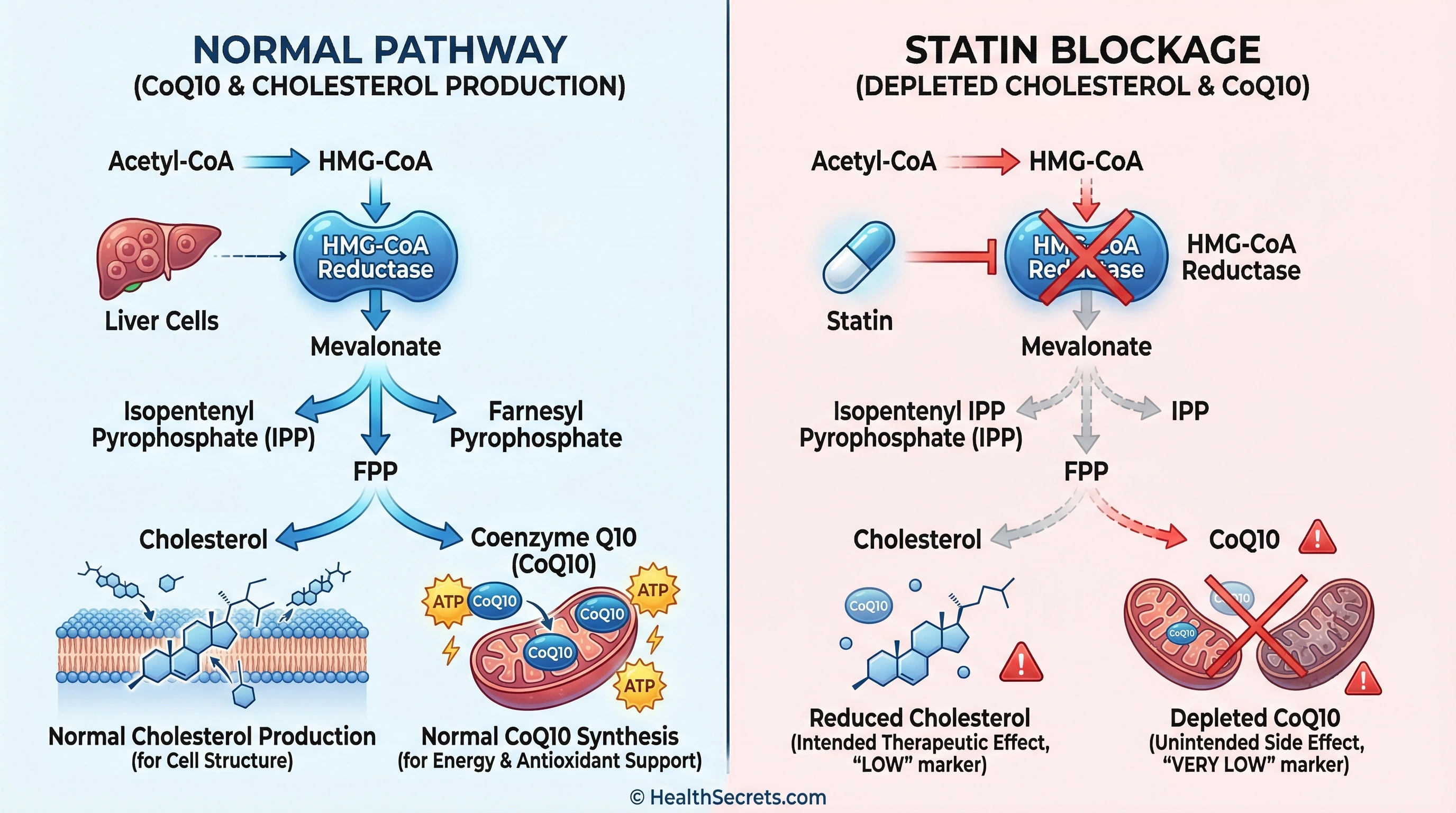 Illustration showing how statin drugs deplete CoQ10 by blocking HMG-CoA reductase pathway