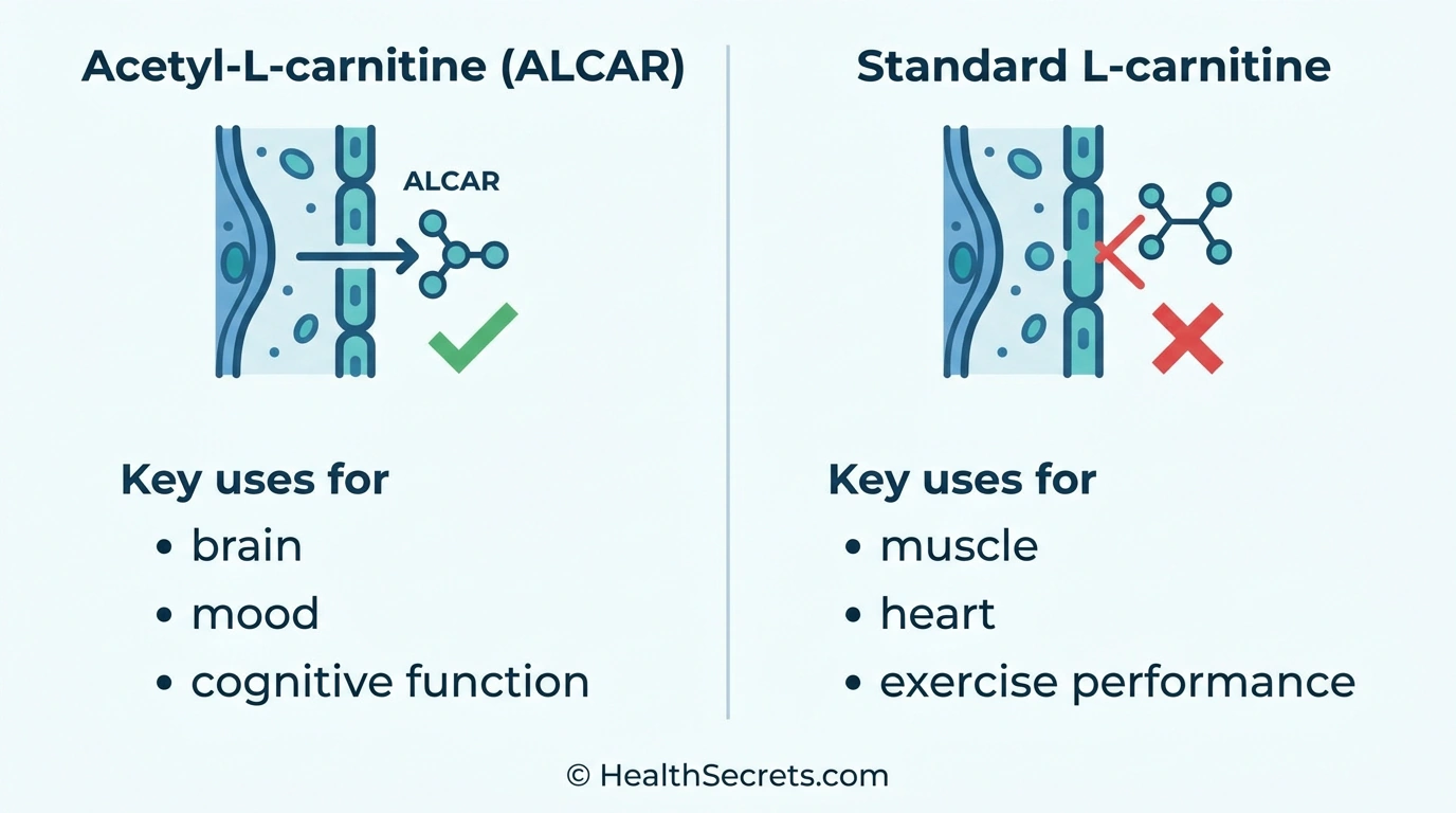 Infographic comparing ALCAR and L-carnitine showing blood-brain barrier crossing and different health applications