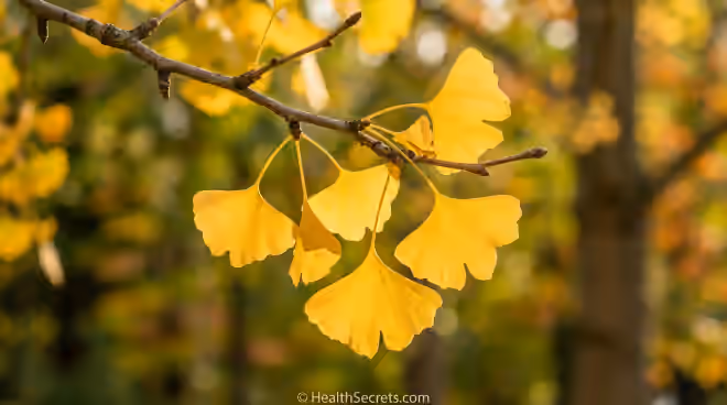 Golden ginkgo biloba fan-shaped leaves on a branch with sunlight highlighting the distinctive leaf venation pattern