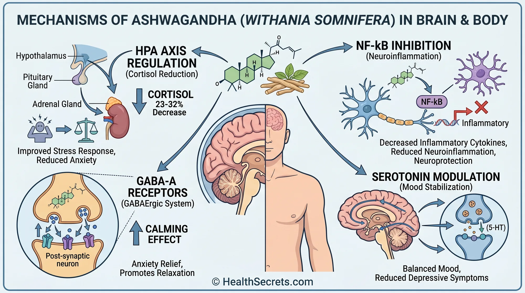 Diagram of ashwagandha's four mechanisms of action including HPA axis GABA serotonin and inflammation