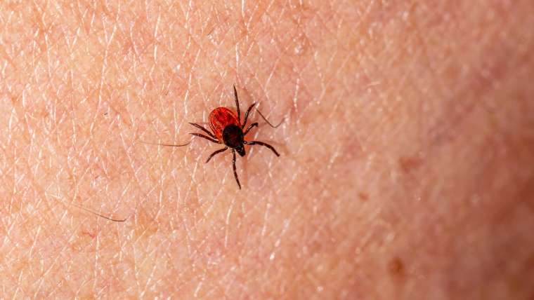 What Causes Lyme Disease Symptoms?